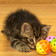 You’re probably just reading this for the kitten photos. (Photo: Auscape/Getty Image)